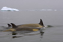 Killer whales / orcas (Orcinus orca) in waters off the western Antarctic Peninsula, Antarctica, Southern Ocean