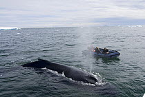 Adventure travelers observing humpback whale blowing (Megaptera novaeangliae) in waters off the western Antarctic Peninsula, Southern Ocean