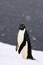 Adelie penguin (Pygoscelis Adeliae) in falling snow on the western Antarctic Peninsula, Southern Ocean