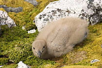 Antarctic skua (Catharacta Antarctica) chick on mosses. Western Antarctic Peninsula, Southern Ocean