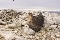 Giant petrel (Macronectes giganteus) parent and chick on their nest, western Antarctic Peninsula, Southern Ocean