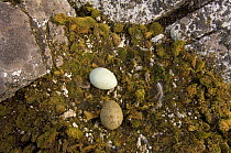 Antarctic skua (Catharacta Antarctica) eggs in nest, western Antarctic Peninsula, Southern Ocean