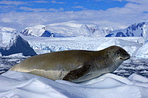 Crabeater seal (Lobodon carcinophagus) resting on ice along the western Antarctic Peninsula, Southern Ocean