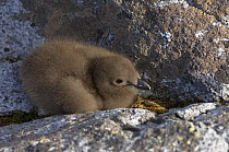 Antarctic skua (Catharacta Antarctica) chick huddled amongst rocks on the western Antarctic Peninsula, Southern Ocean
