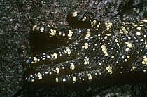 Close up of foot of Water / Nile monitor lizard {Varanus niloticus} Epulu Ituri Rainforest Reserve, Dem Rep of Congo