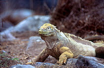 Iguana {Conolophus pallidus} Santa Fe Island, Galapagos