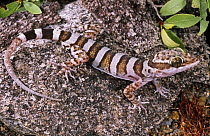 Ring tailed gecko {Cyrtodactylus louisadensis} Queensland, Australia