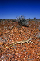 Gould's monitor / Sand goanna {Varanus gouldii} juvenile foraging for lizards on Gibber Plain, Pimba, South Australia