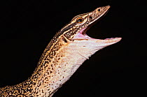 Sand monitor {Varanus gouldii flavirufus} with mouth wide open, Northern Territory, Australia
