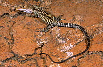 Black headed monitor {Varanus tristis tristis} juvenile with body lowered and frozen to avoid detection by a raptor flying above, West Australia