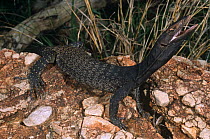 Black headed monitor {Varanus tristis tristis} male threat display, Queensland, Australia