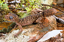 Granite belt thick tailed gecko (Uvidicolus sphyrurus) male with a regrown tail, New South Wales, Australia, Endangered