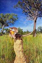 Frilled lizard {Chlamydosaurus kingii} male defense display on termite mound during wet season, East Kimberley, Western Australia