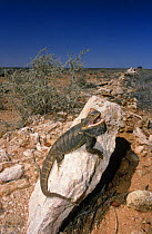 Central / Inland bearded dragon {Pogona vitticeps} male defensive display, South Australia