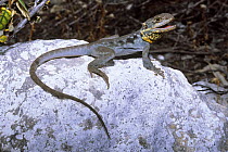 Peninsula Crevice-dragon {Ctenophorus fionni} male in breeding colours,  Coffin Bay NP,  Eyre Peninsula, South Australia