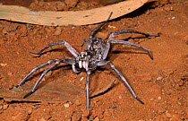 Wolf spider {Lycosa godefroyi}, Sturt NP, New South Wales, Australia