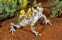 Following the desert rains a Holy cross frog {Notaden benneti} comes to the surface after a long period underground, Nyngan, New South Wales, Australia