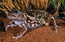 Painted burrowing frog {Neobatrachus pictus} Kooyoora Park, Victoria, Australia