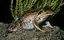 Western banjo frog {Limnodynastes dorsalis} Western Australia