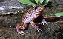 Woodworker frog {Megistolotis lignarius} male emerges in wet season to look for a mate, Kununurra, Western Australia