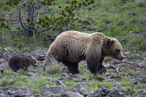 Grizzly bear (Ursus arctos horribilis) sow with cub, Spring, Mount Washburn, Yellowstone National Park, USA