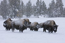 Bison (Bison bison) wintering in the Upper Geyser Basin, Yellowstone National Park, Wyoming, USA