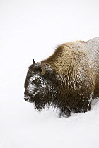 Bison (Bison bison) in deep snow, wintering in the Upper Geyser Basin, Yellowstone National Park, Wyoming, USA