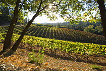 Vineyards in El Dorado County, California, USA
