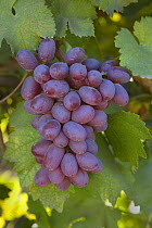 Bunch of black Grapes (Vitis sp) on vine, California, USA