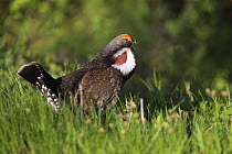 Male Dusky / Blue Grouse (Dendragapus obscurus) displaying during the mating season (Spring), Grand Teton National Park, Wyoming, USA