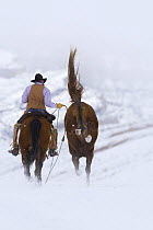 Cowboy riding alongside bucking horse, Shell, Wyoming, USA, Model released