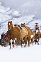 Cowboys herding horses on a winters day, Shell, Wyoming, USA, Model released
