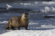 Canadian / Northern River Otter (Lutra canadensis) on ice shelf in the Snake River, Wyoming, USA