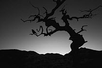 A lone Raven roosts in an ancient Juniper tree silhouetted by the setting sun, Dubois Badlands, Dubois, Wyoming, USA