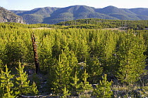 Regrowth of Lodgepole pines (Pinus contorta latifolia) in the Madison Area of yellowstone National Park, Wyoming, USA, 2007