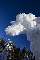 Ice and snow formations near thermal features in winter, Upper Geyser Basin, Yellowstone National Park, Wyoming, USA