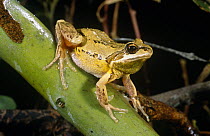 Verreaux's tree frog {Litoria verreauxii} male calling, Victoria, Australia