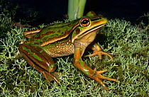 Green and golden bell frog {Litoria aurea} male on floating mat of vegetation on swamp at night, Victoria, Australia