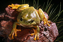 Splendid tree frog {Litoria splendida} with feet adapted for clinging to the slippery sandstone rock surfaces of the Kimberley Gorges, Western Australia