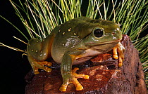 Splendid tree frog {Litoria splendida} female, with feet adapted for clinging to the slippery sandstone rock surfaces of the Kimberley Gorges, Western Australia