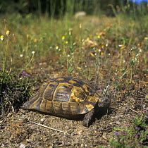 Hermann's tortoise {Testudo hermanni} in habitat, Greece