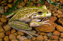 Australian bellfrog / Moore's frog {Litoria moorei} in stream, Darling ranges, Western Australia