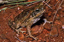 Giant cane toad {Bufo marinus} with abnormal bifurcated toe, Mt Isa, Queensland, Australia, introduced species has become a major pest.