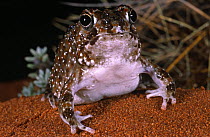 Desert frog / spade foot toad {Notaden nichollsi} Great sandy desert, Western Australia