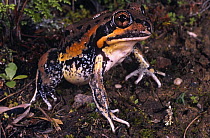 Giant banjo frog {Limnodynastes interioris} New South Wales, Australia