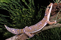 Ocellated gecko {Oedura monilis} male, Chesterton range, Queensland, Australia