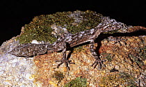 Granite belt leaf tailed gecko {Saltuarius wyberba} male at night, Girraween NP, Queensland, Australia
