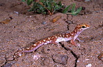 Eyre Basin Beaked Gecko  (Rhynchoedura eyrensis)  feeds exclusively on termites, Durrie Station, SW Queensland, Australia