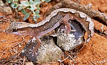 Stone gecko {Diplodactylus vittatus} camouflaged on lichen encrusted ground, Queensland, Australia