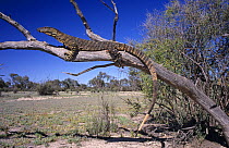 Variegated / lace monitor lizard {Varanus varius} female searching for nesting birds, South Australia